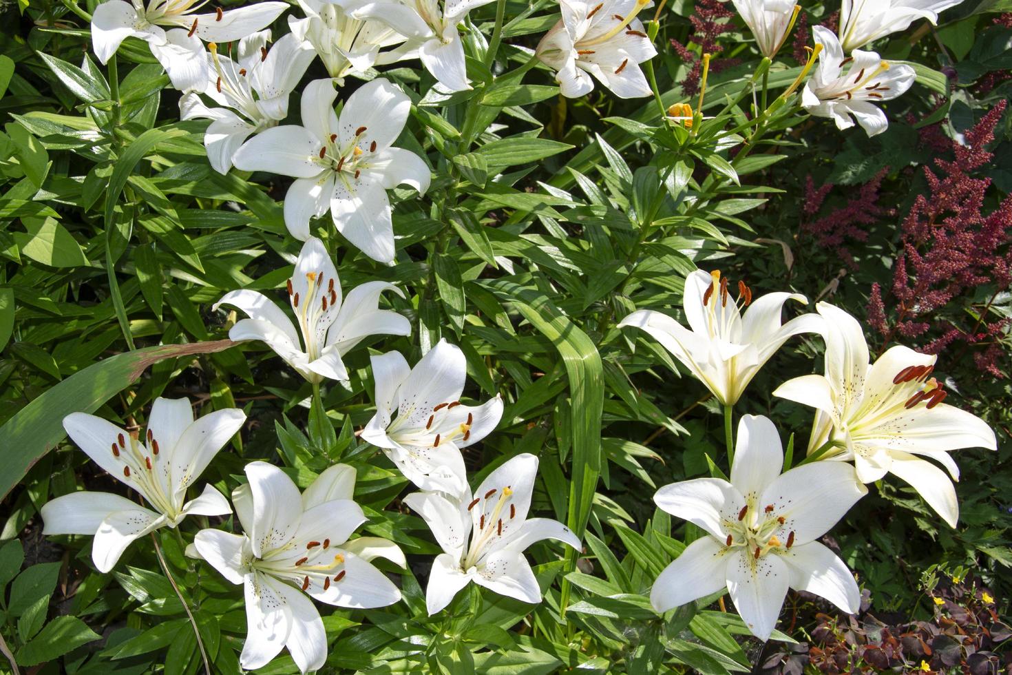 White lily close-up. A daylily bush grows on a flower bed photo