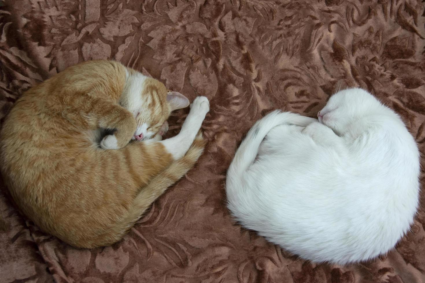 Cats sleep curled up in a ball. Two domestic cats sleep on the bed. photo