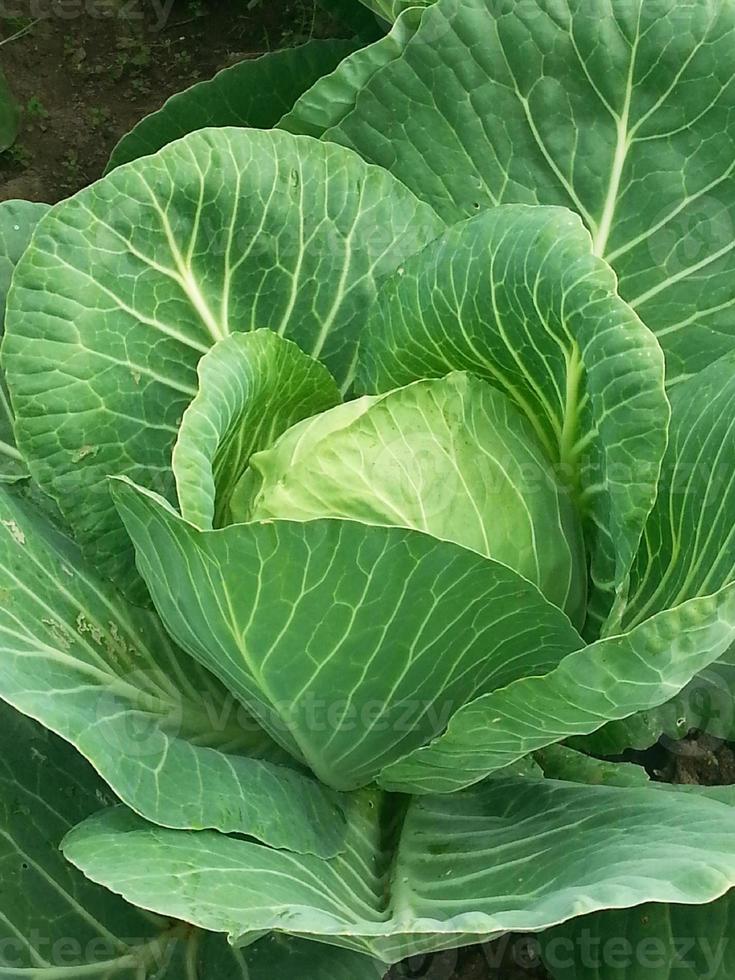 White cabbage close-up grows in the garden bed photo