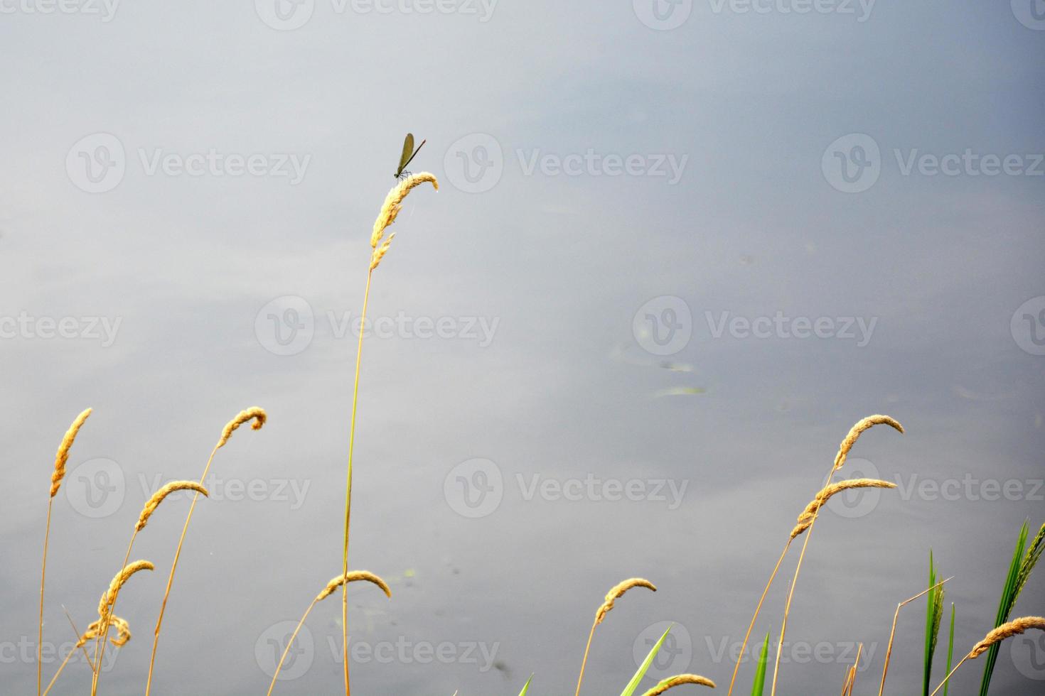An insect on a sedge stalk against the background photo