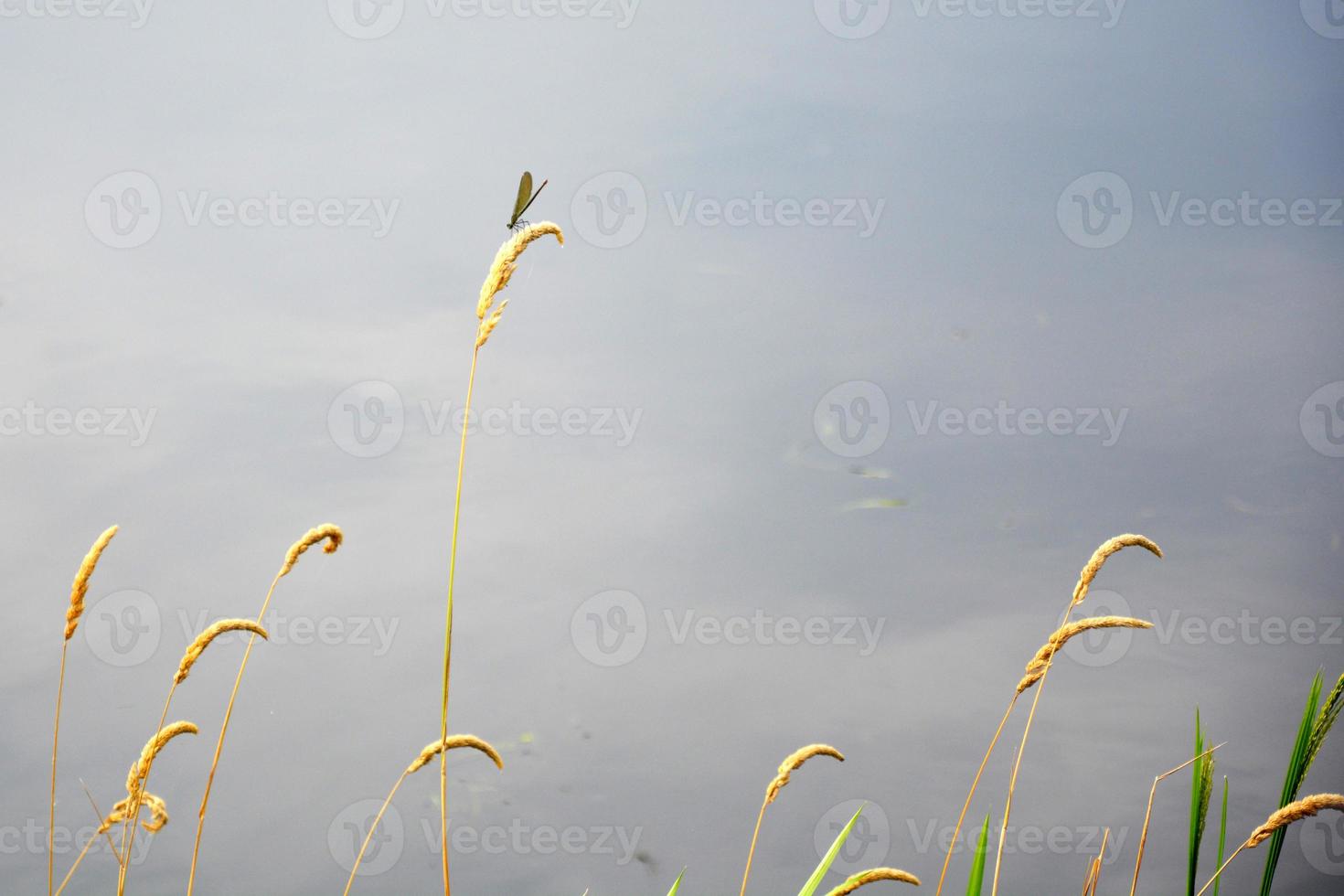 Un insecto en un tallo de juncia contra el fondo foto