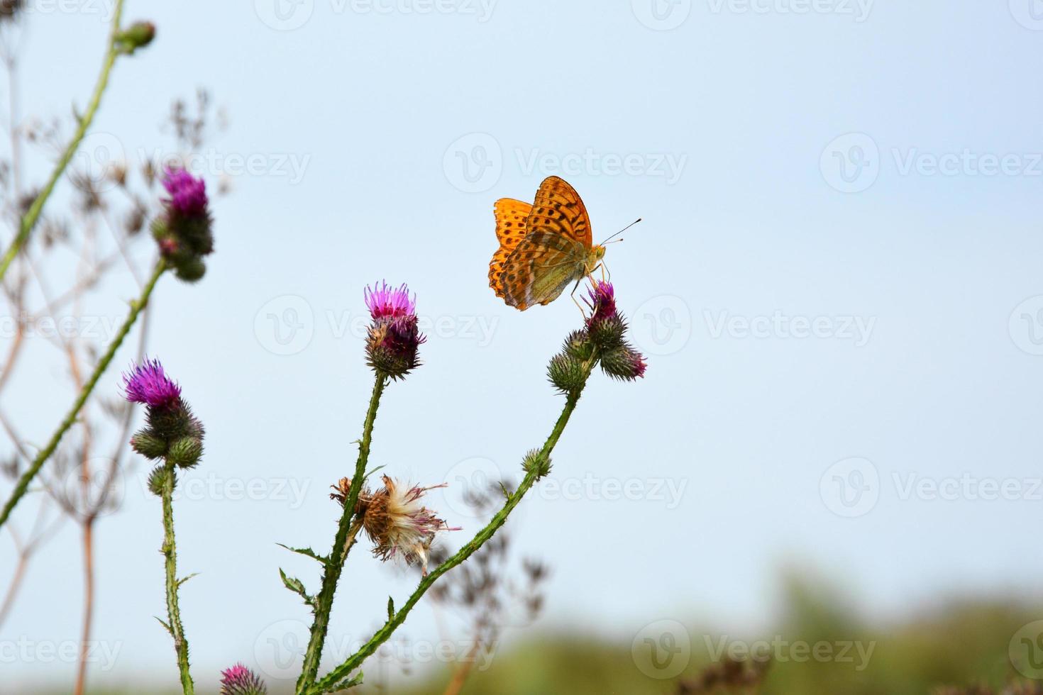 mariposa sobre flores silvestres foto