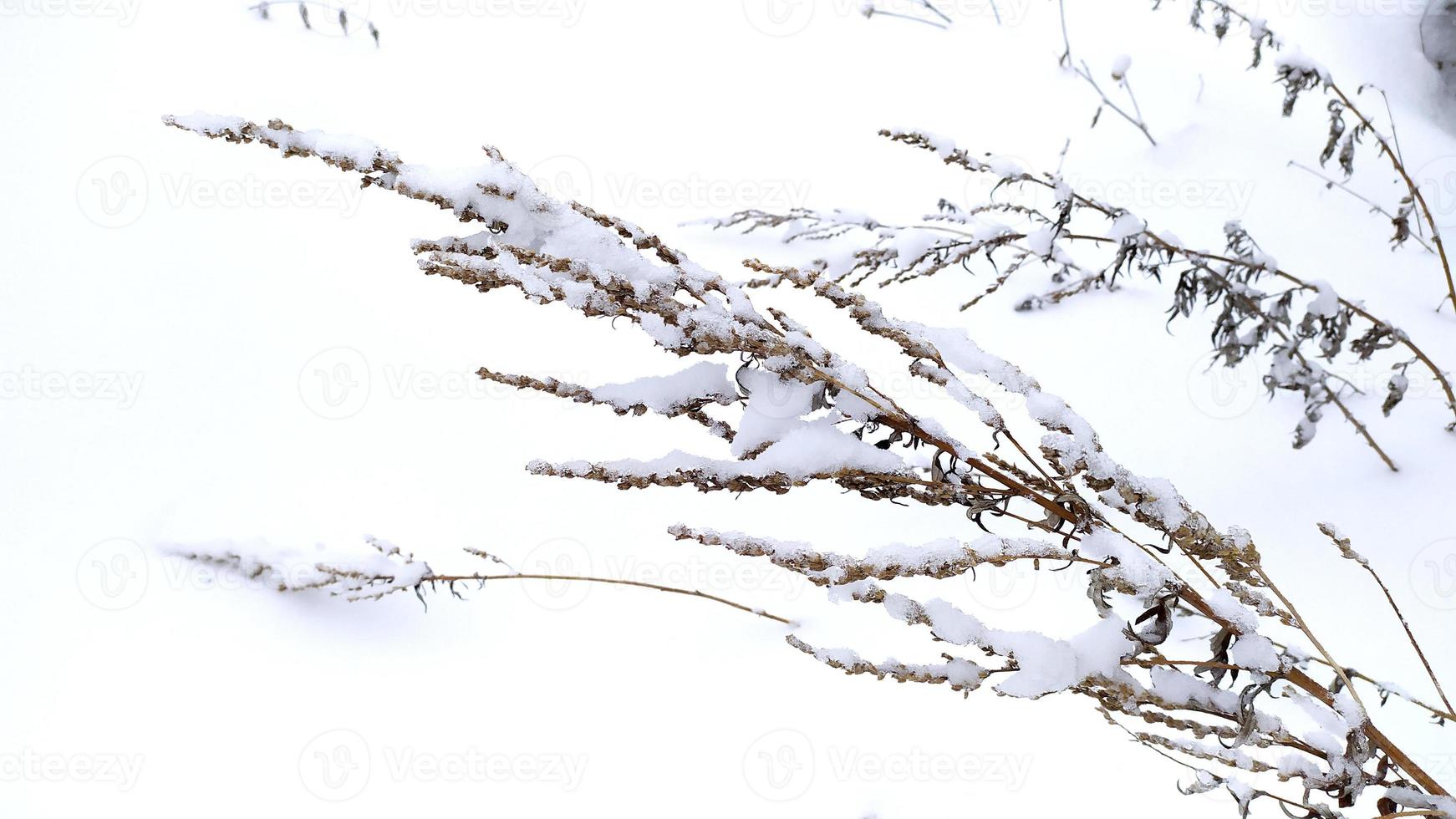 hermoso arbusto en la nieve foto