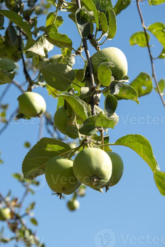 Branch with apples on a background of blue sky photo