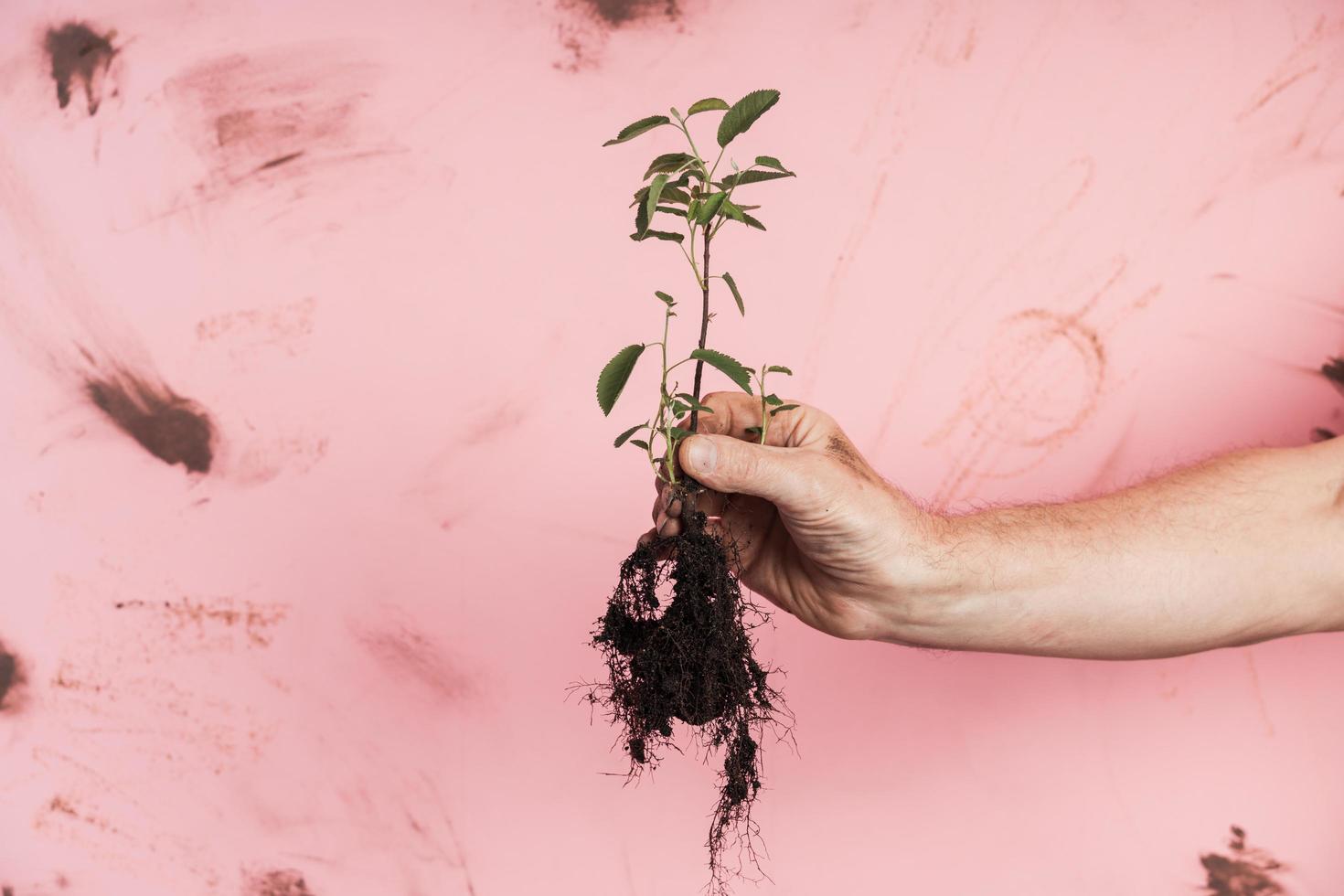 Senior man hands holding fresh green plant photo