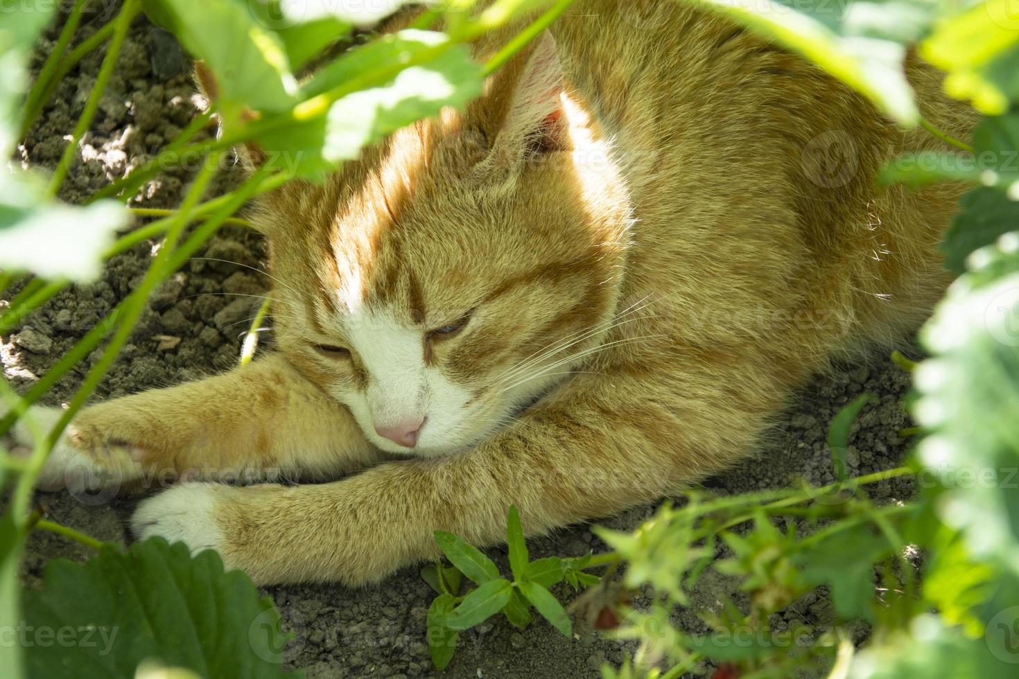 The cat is hiding in the bushes from the heat photo