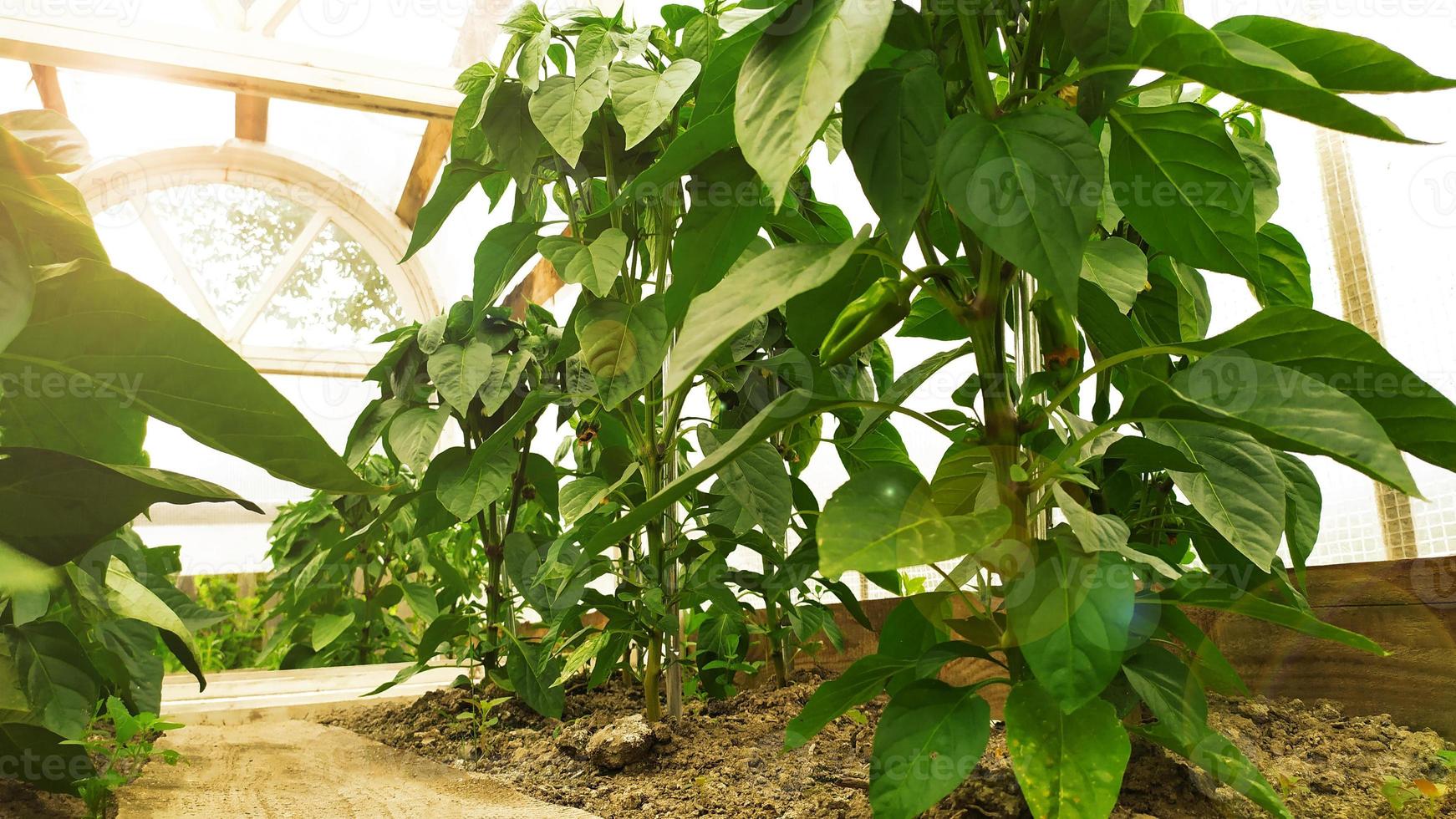 The sun's rays make their way through the greenhouse window photo