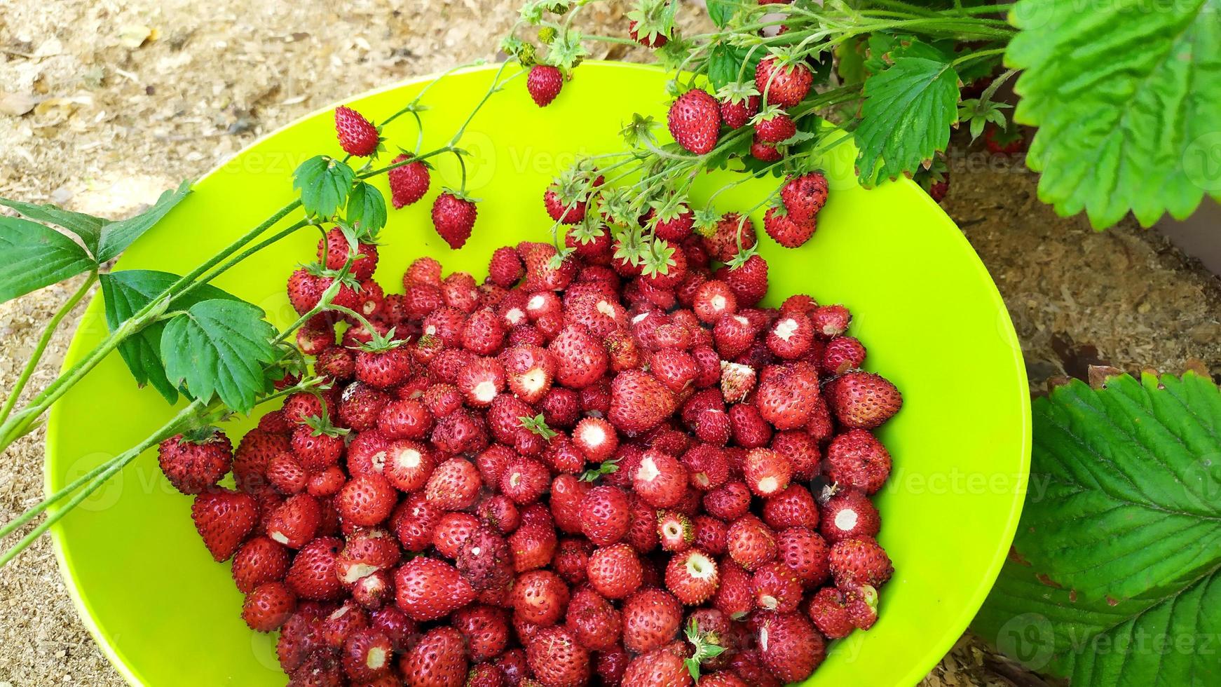 The strawberries are collected in a green bowl photo