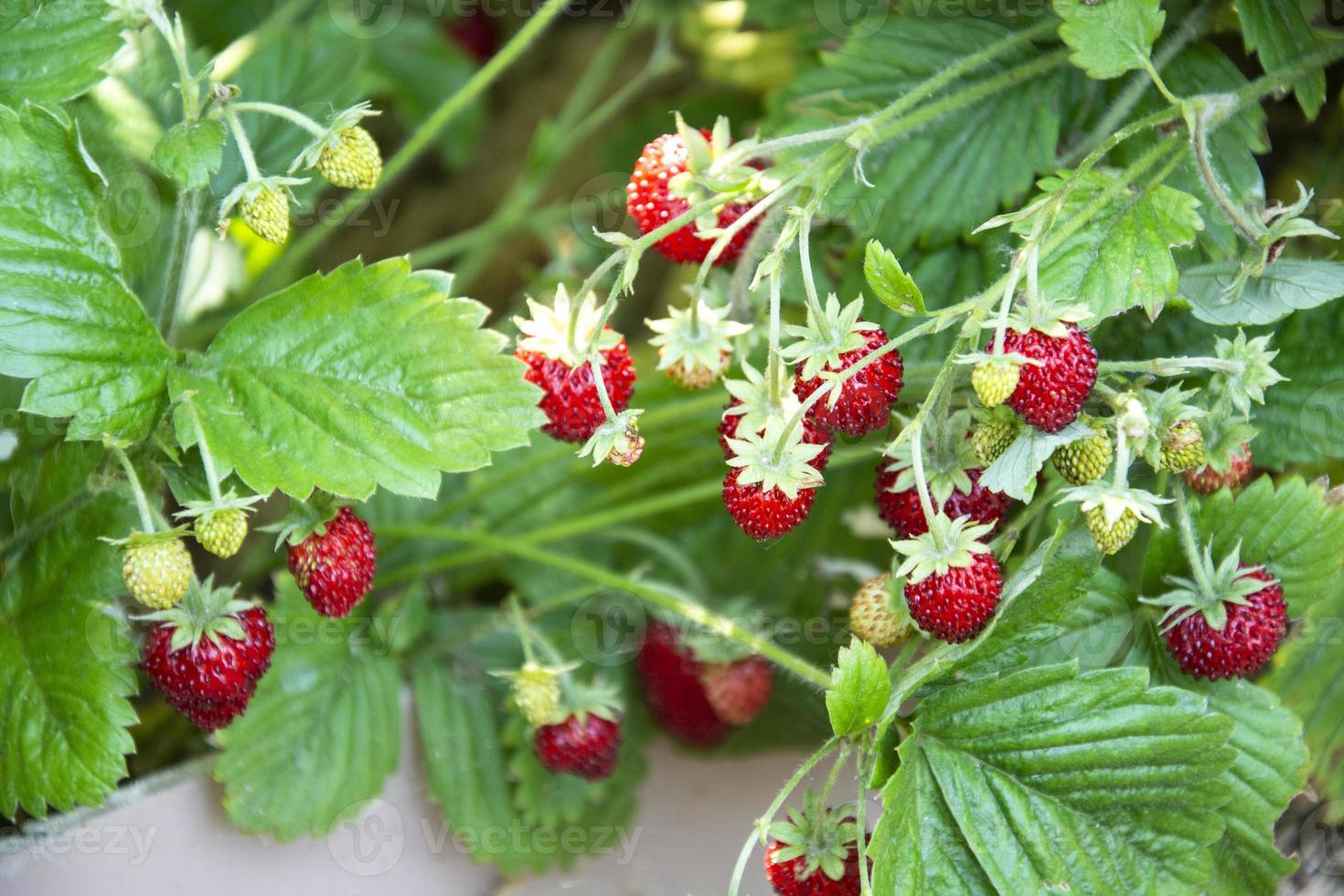 Ripe strawberries on a bush in a vegetable garden photo