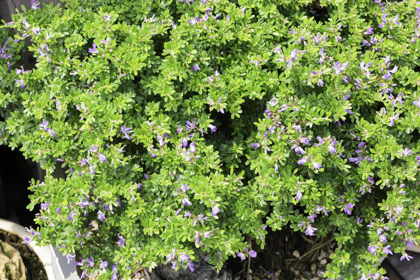 Bright spring leaves on the tree photo