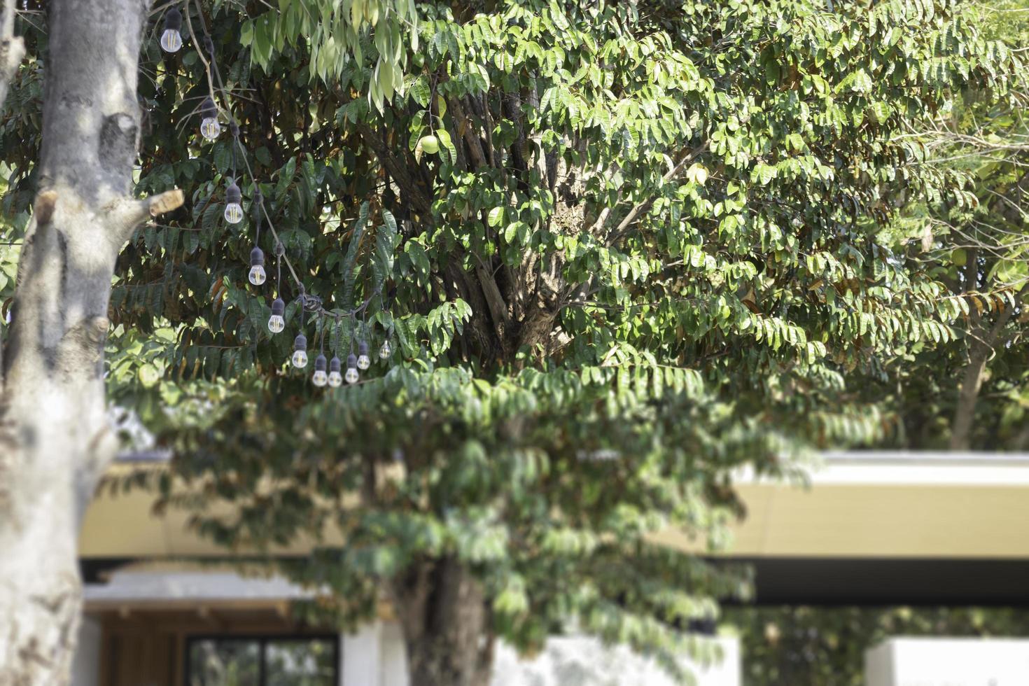 jardín al aire libre relajación cafe verde foto