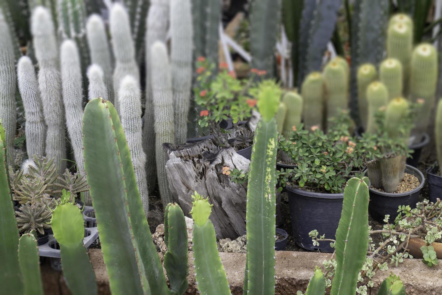 relajado en el mercado de plantas al aire libre foto