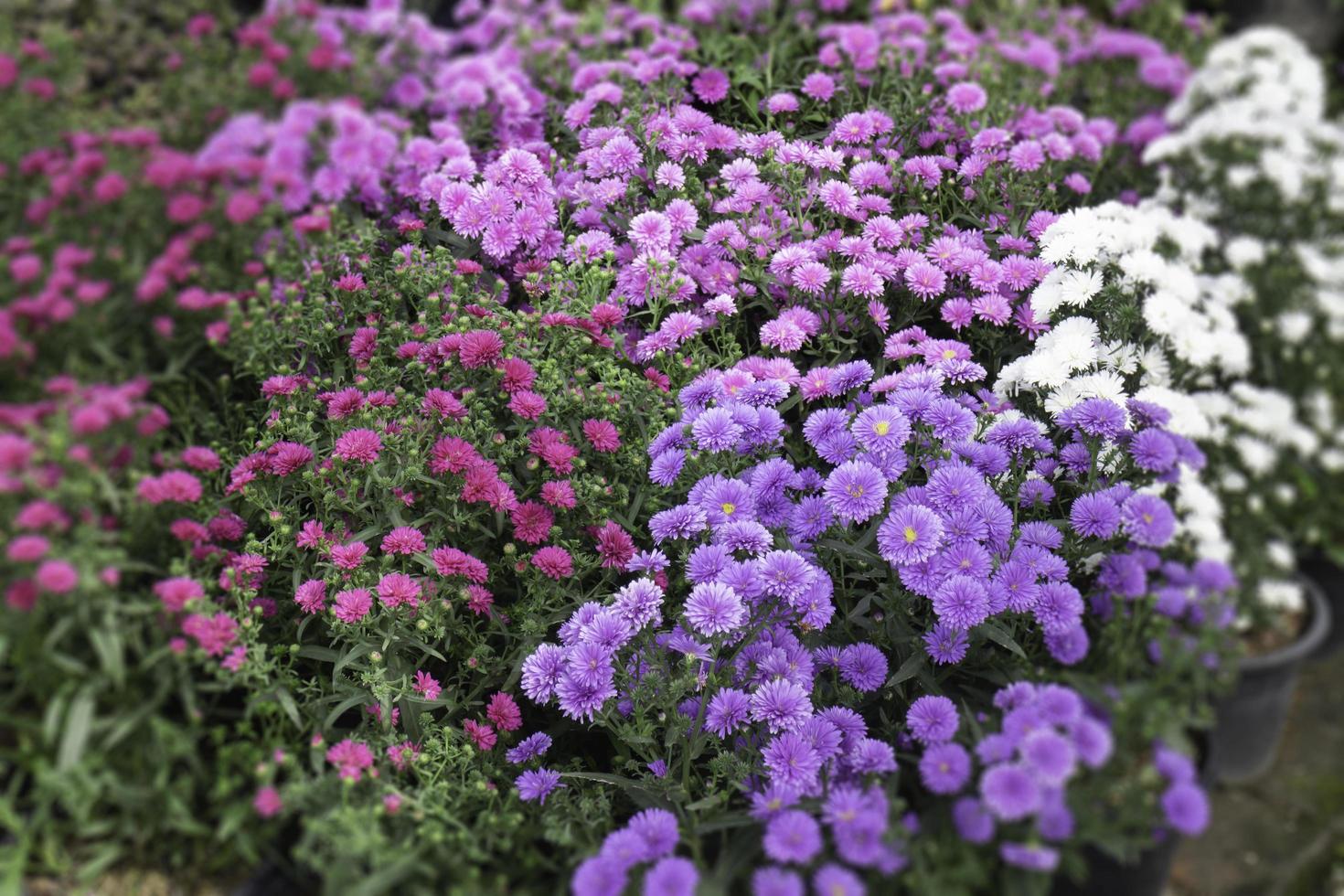 Chilled out at outdoors plant market photo