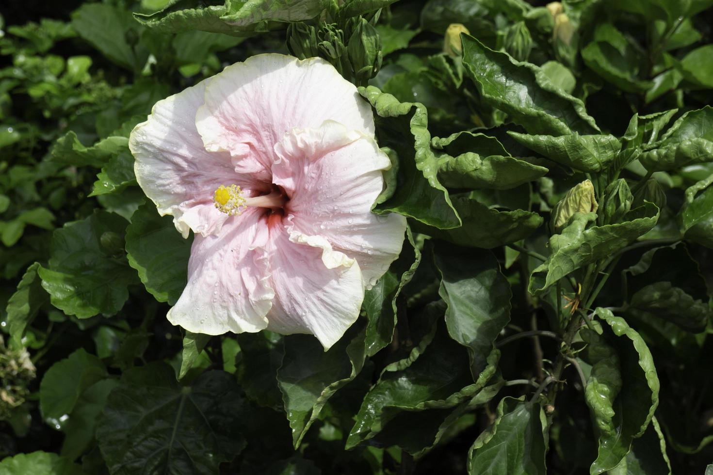 relajado en el mercado de plantas al aire libre foto