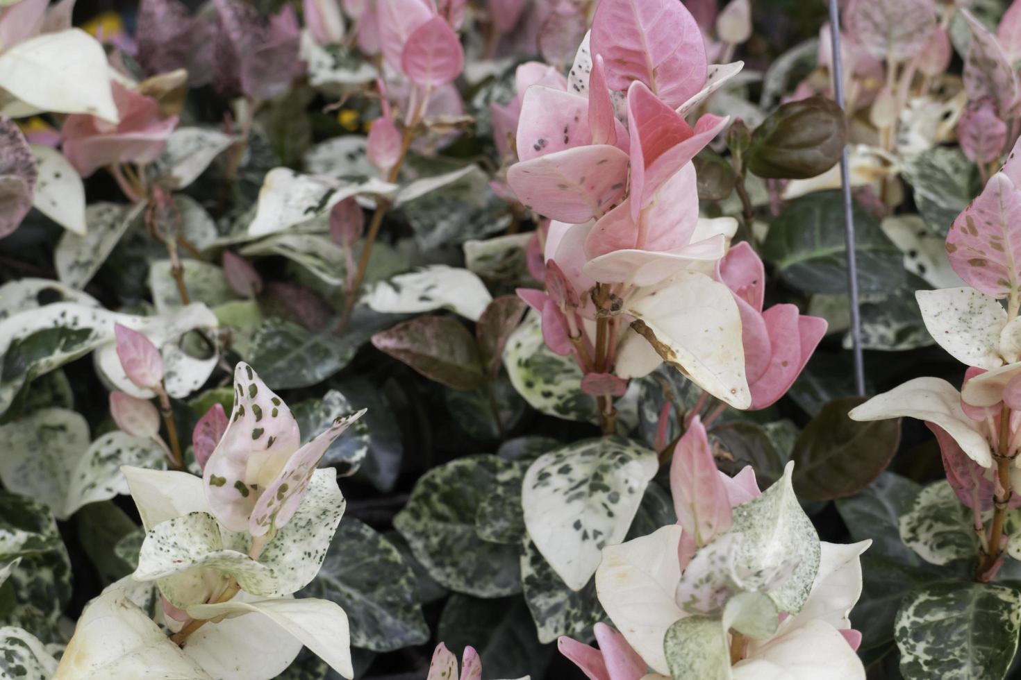 hojas de primavera brillantes en el árbol foto