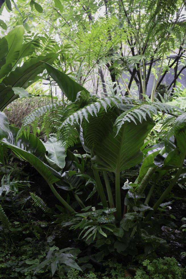 entorno verde tropical en el jardín al aire libre foto