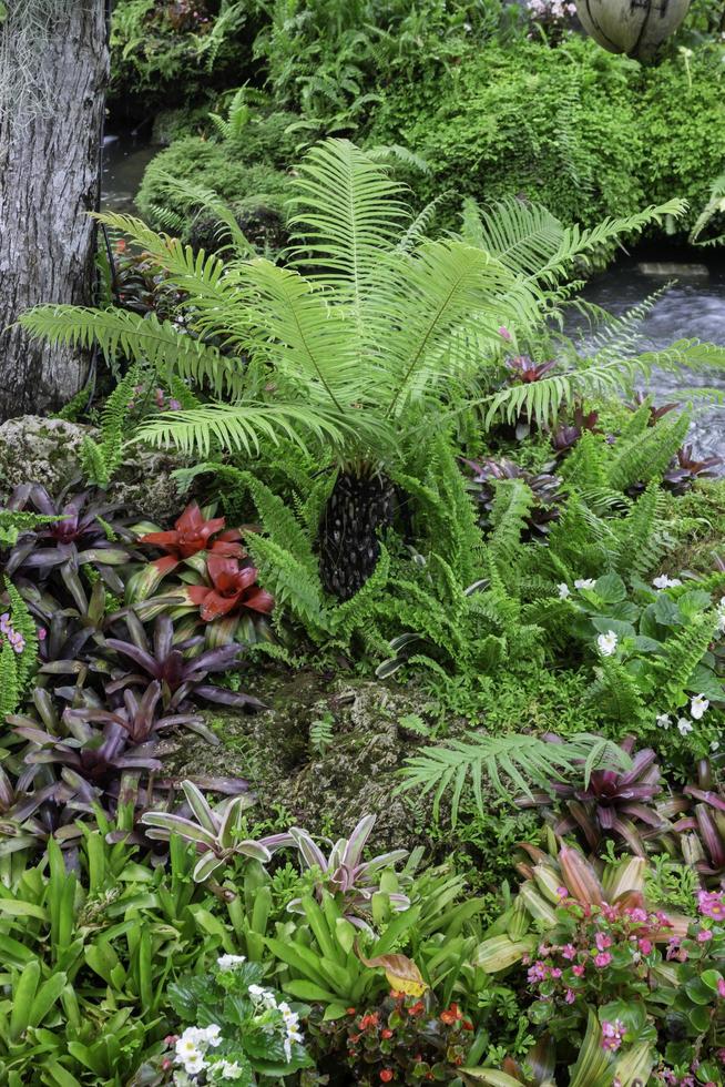 Tropical green surroundings in outdoor garden photo