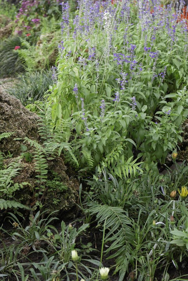 Tropical green surroundings in outdoor garden photo