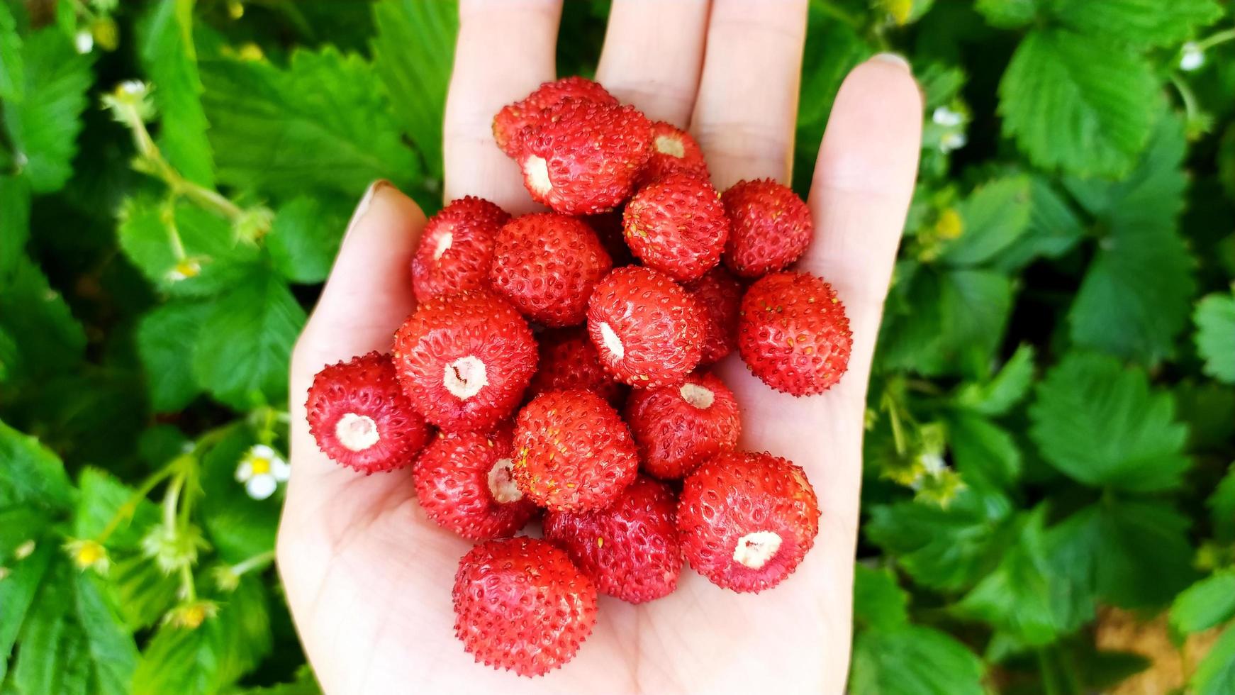 Berries in the palm of the hand against a background of green leaves photo