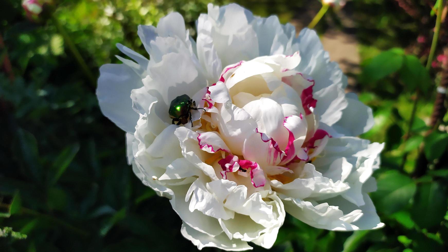 Beetles in a peony flower bud photo