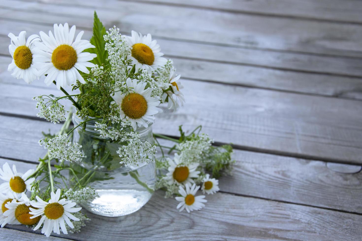 Bouquet of daisies photo