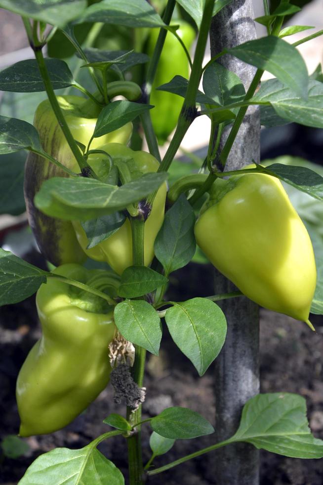 The bell pepper shrub grows in a greenhouse photo