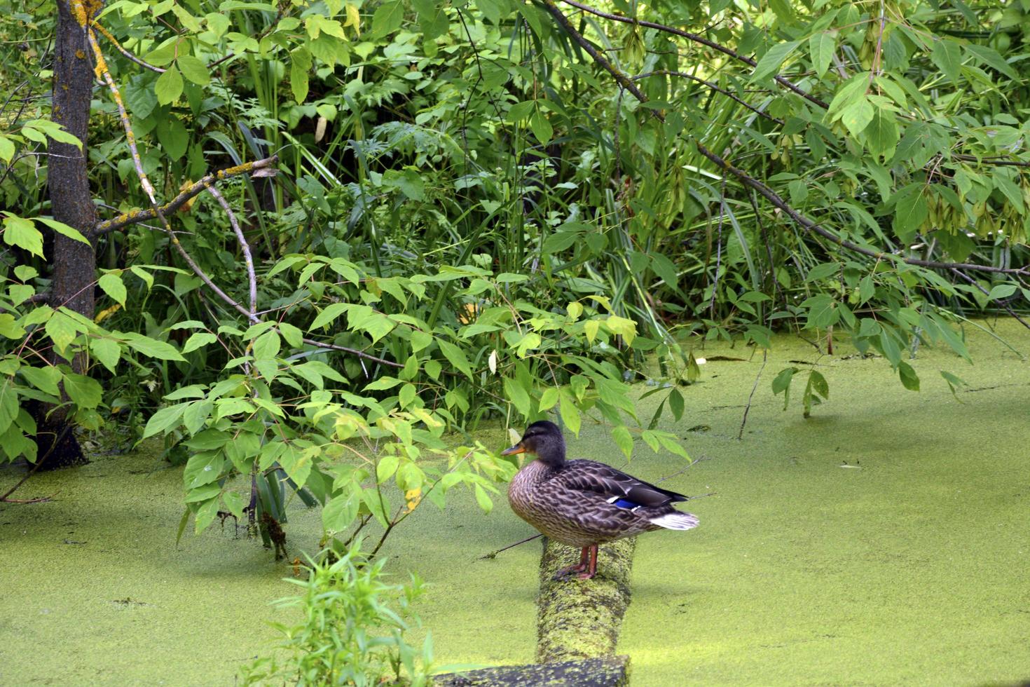 Un pato se sienta en un tronco en un estanque viejo cubierto foto