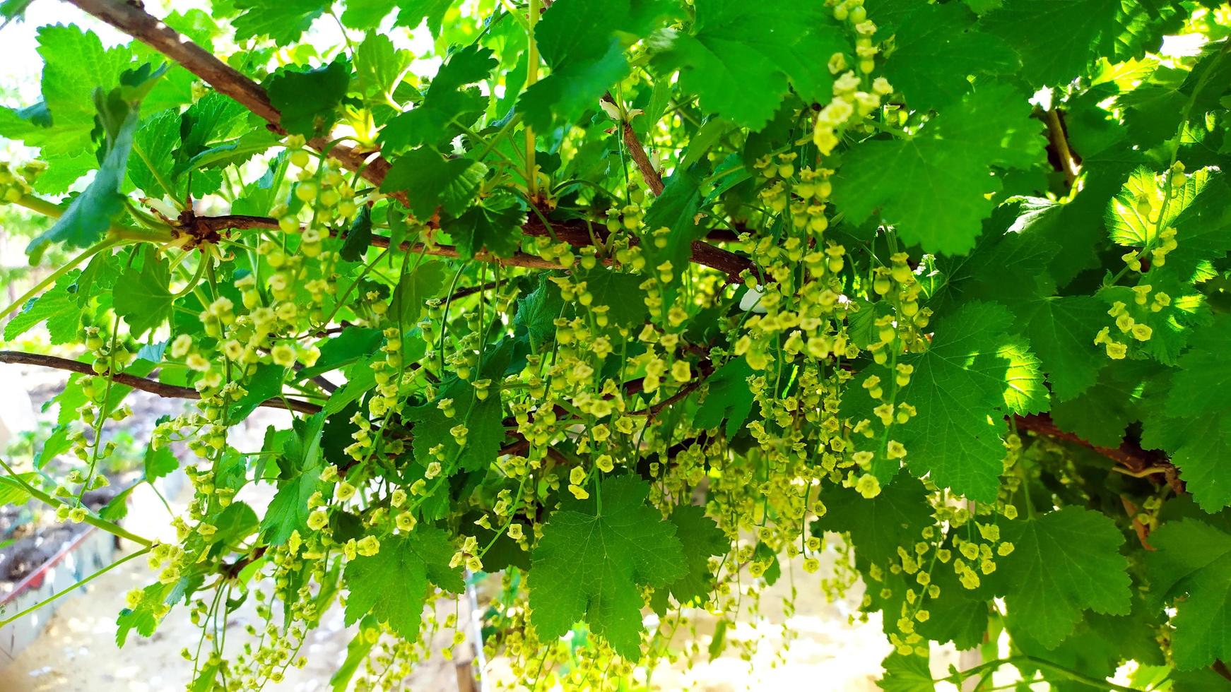 Blooming bush of red and white currants photo