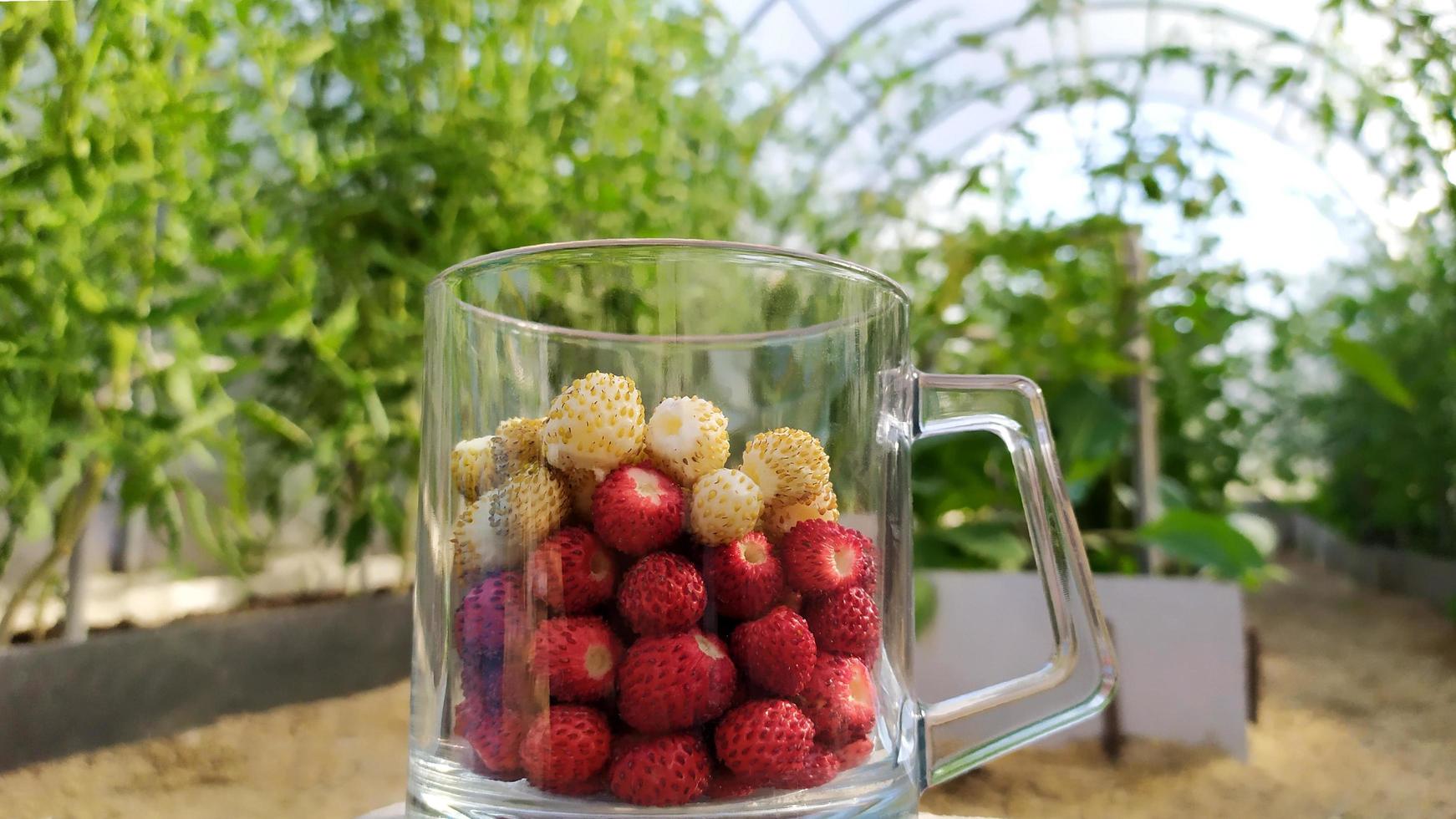 bayas de fresas blancas y rojas en una taza de vidrio foto