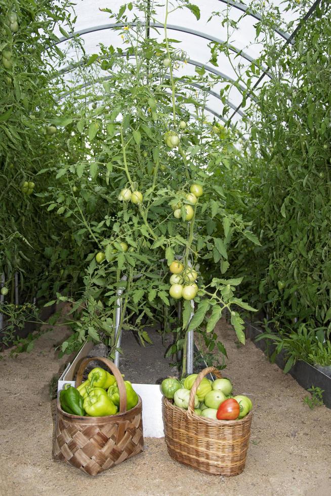 tomates en cestas de mimbre foto