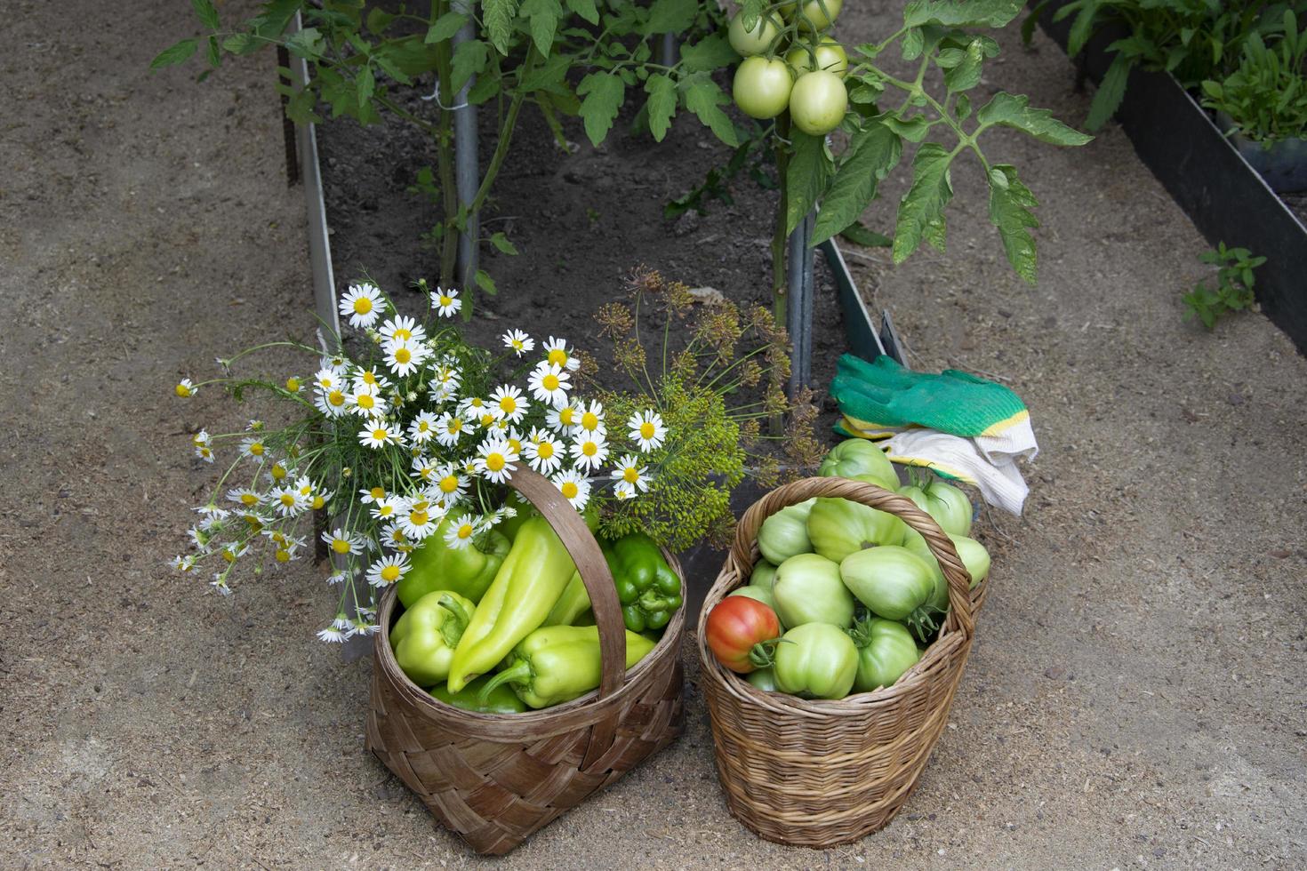 Tomatoes in wicker baskets are in the greenhouse photo