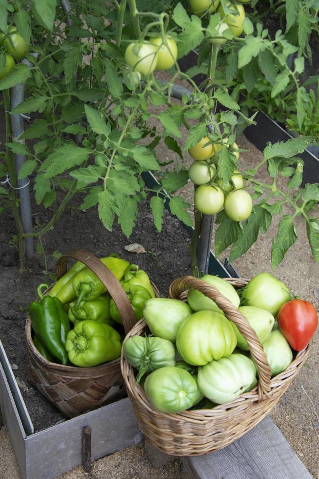 Tomatoes and bell peppers in wicker baskets close-up photo