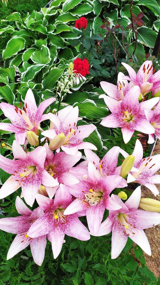 Day-lily. Pink lily flowers grow in a flower bed. Garden decoration. photo