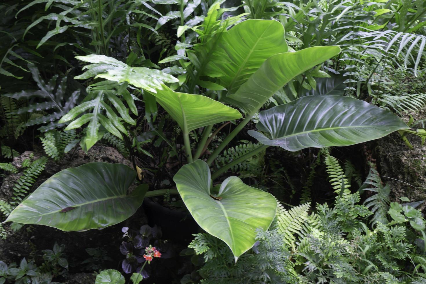 entorno verde tropical en el jardín al aire libre foto