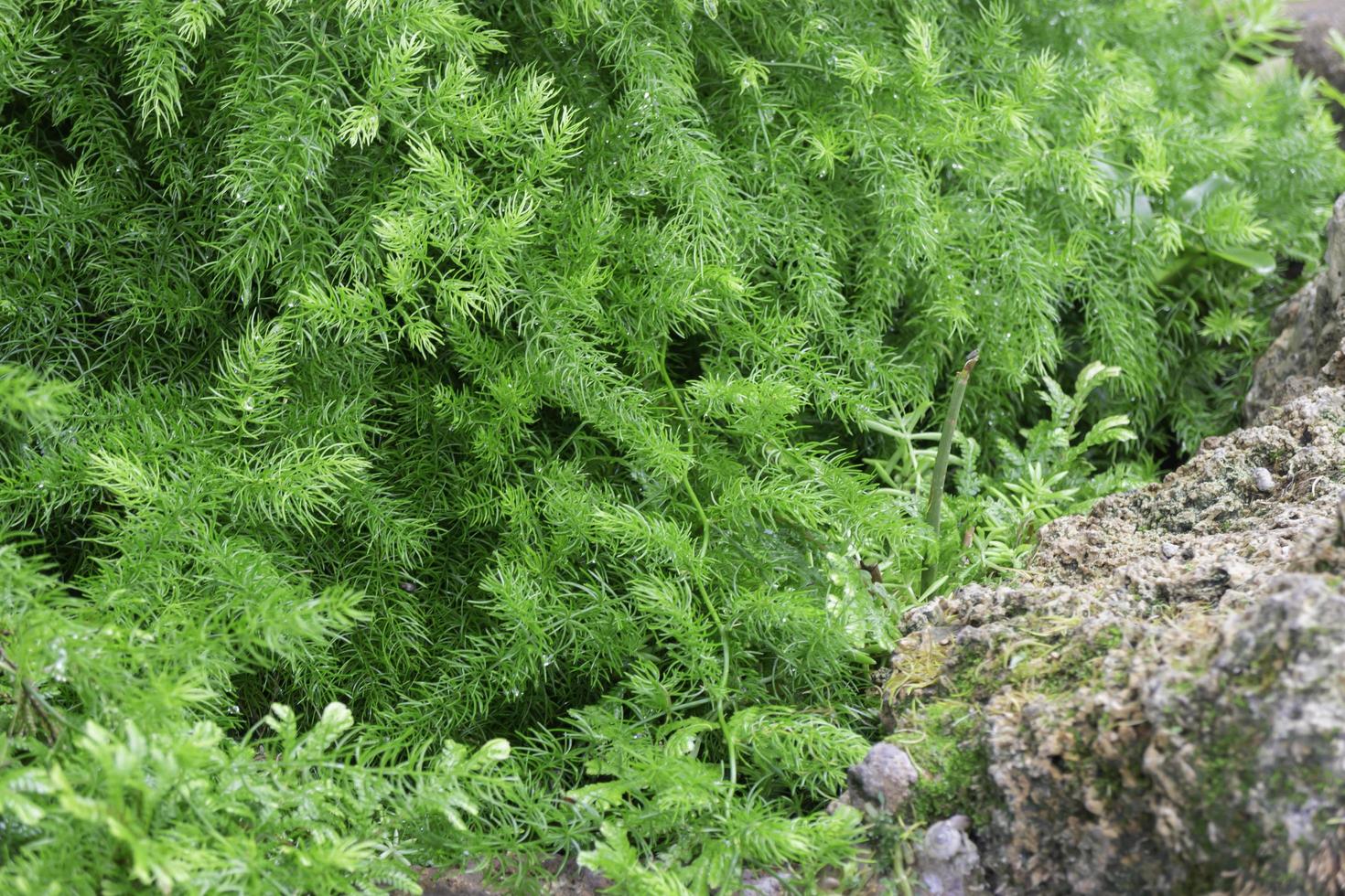 Tropical green surroundings in outdoor garden photo