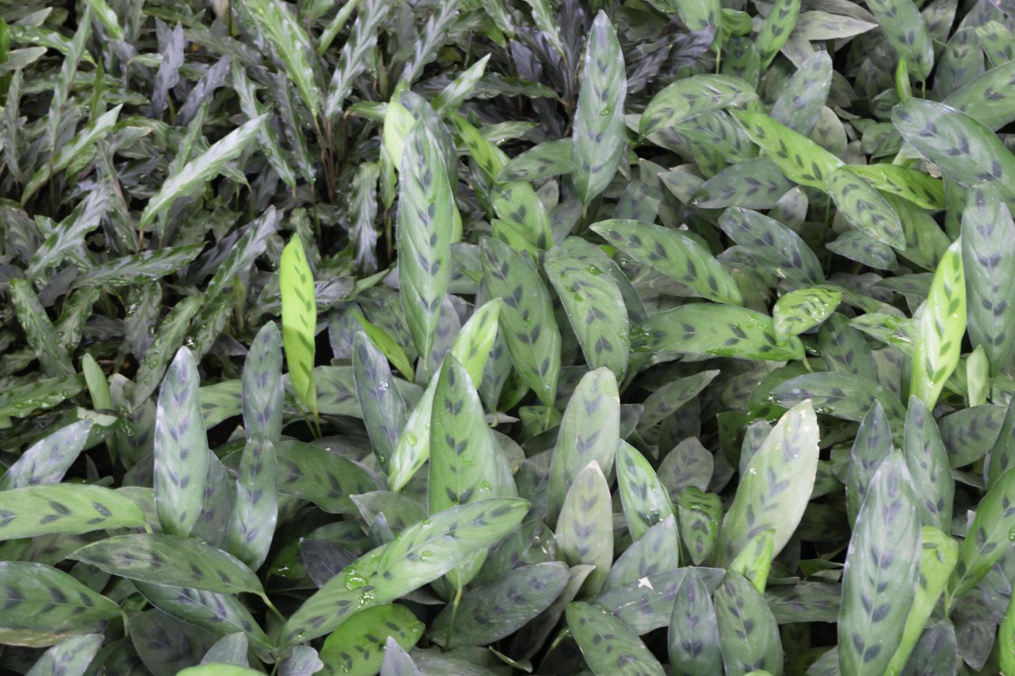 relajado en el mercado de plantas al aire libre foto