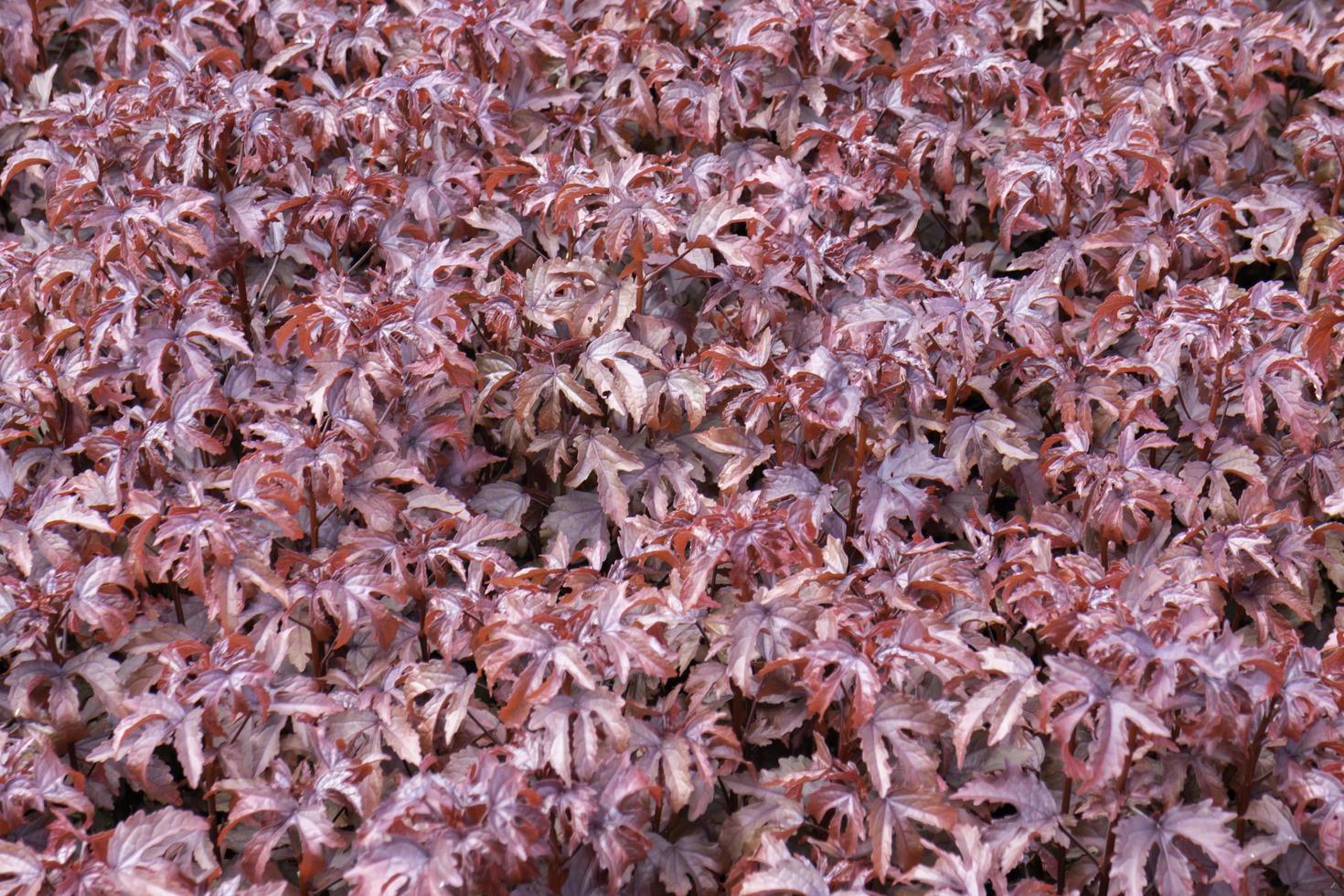 relajado en el mercado de plantas al aire libre foto