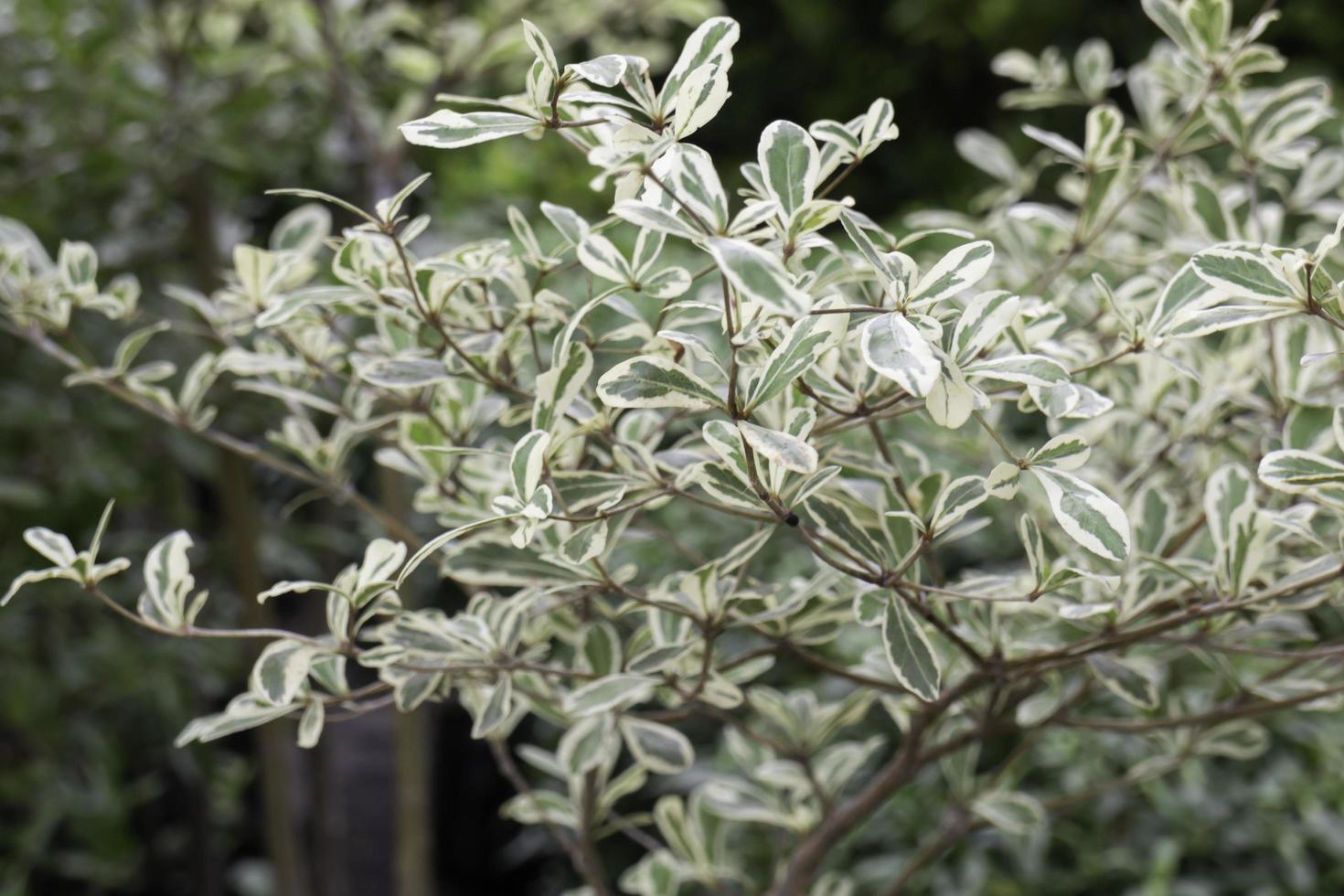 hojas de primavera brillantes en el árbol foto