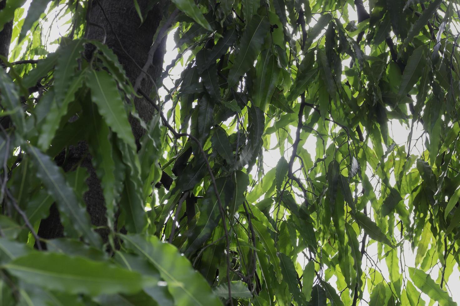 cubierto de varios árboles de hoja caduca foto