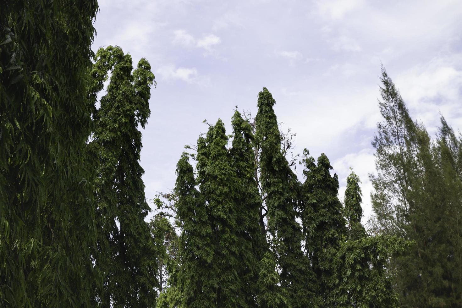 cubierto de varios árboles de hoja caduca foto