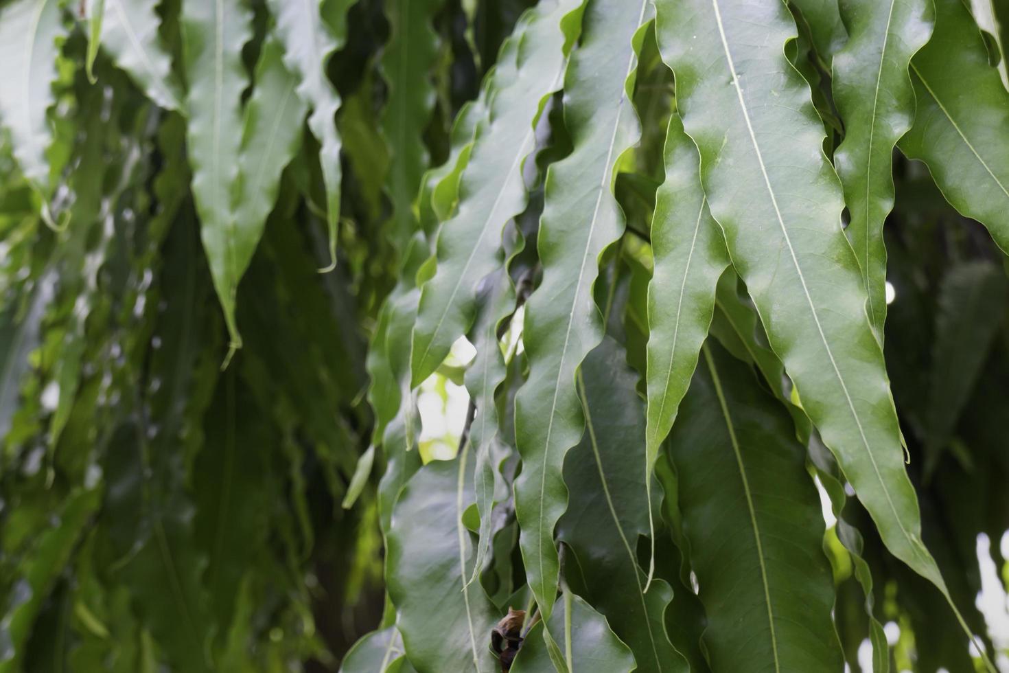 cubierto de varios árboles de hoja caduca foto