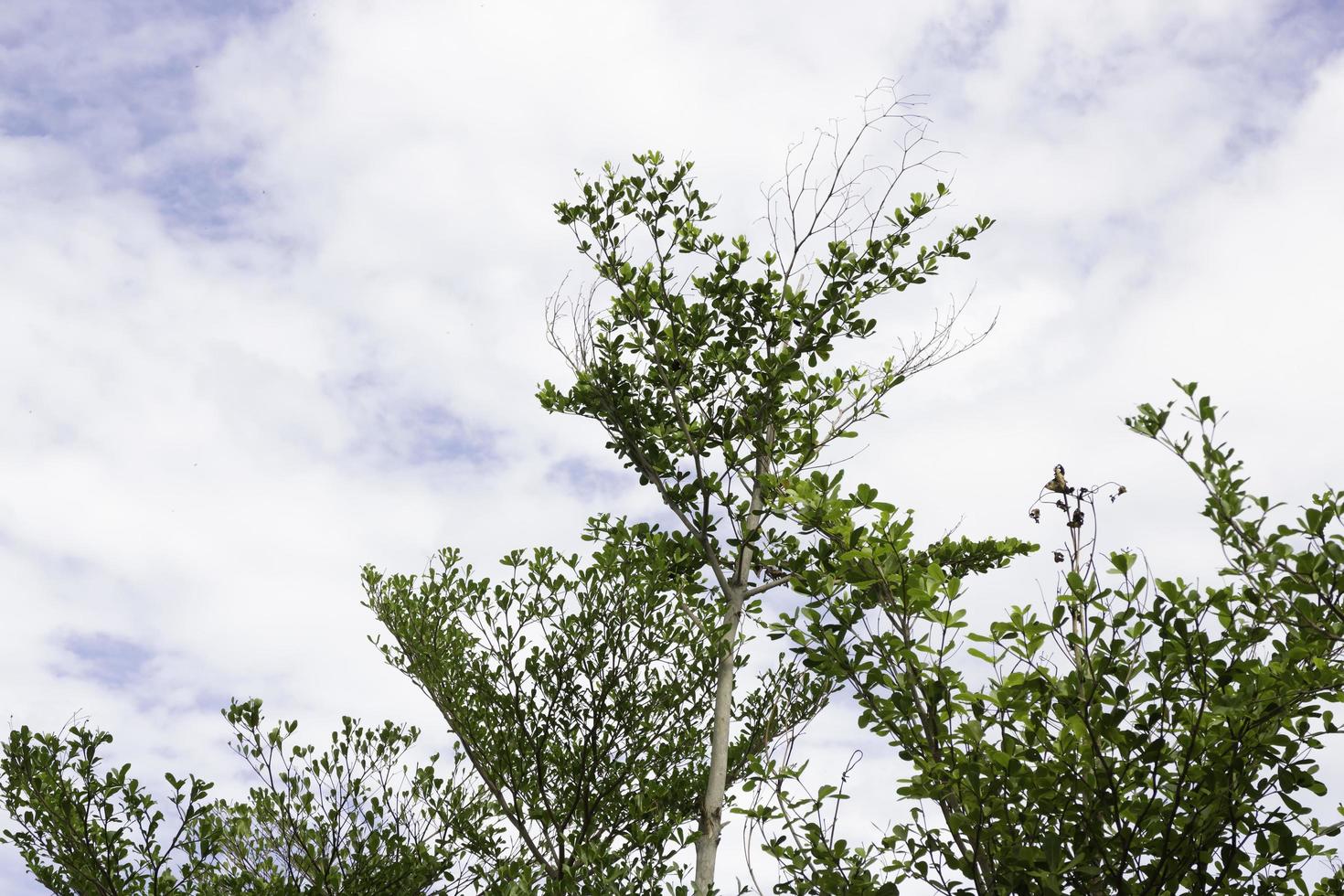 cubierto de varios árboles de hoja caduca foto