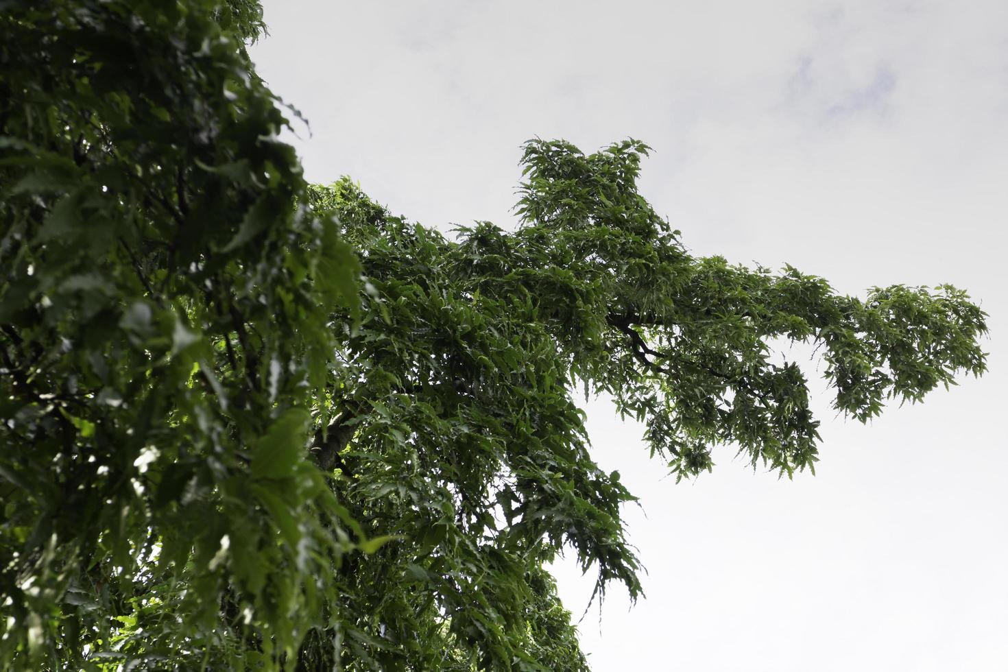 cubierto de varios árboles de hoja caduca foto