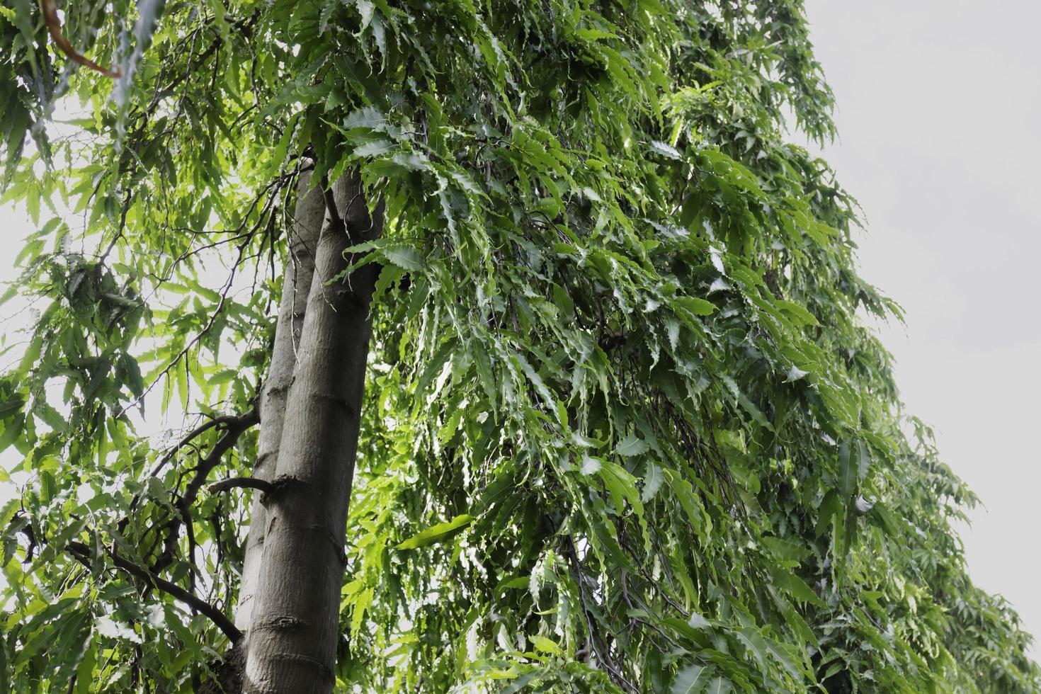 Overgrown with various trees deciduous photo
