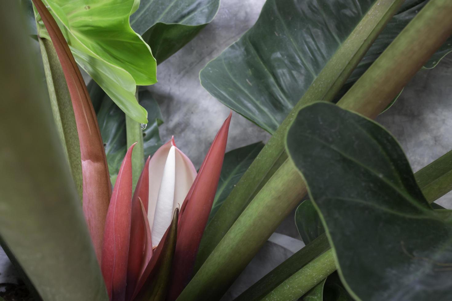 The red young leaves of Philodendron tropical vine plant photo