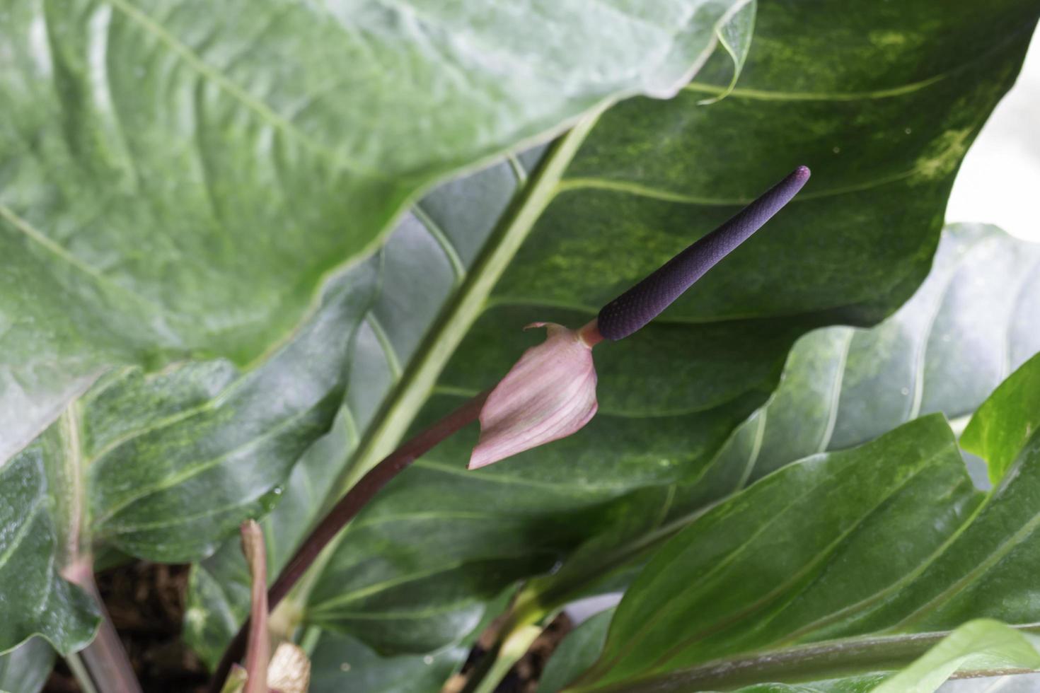 The red young leaves of Philodendron tropical vine plant photo