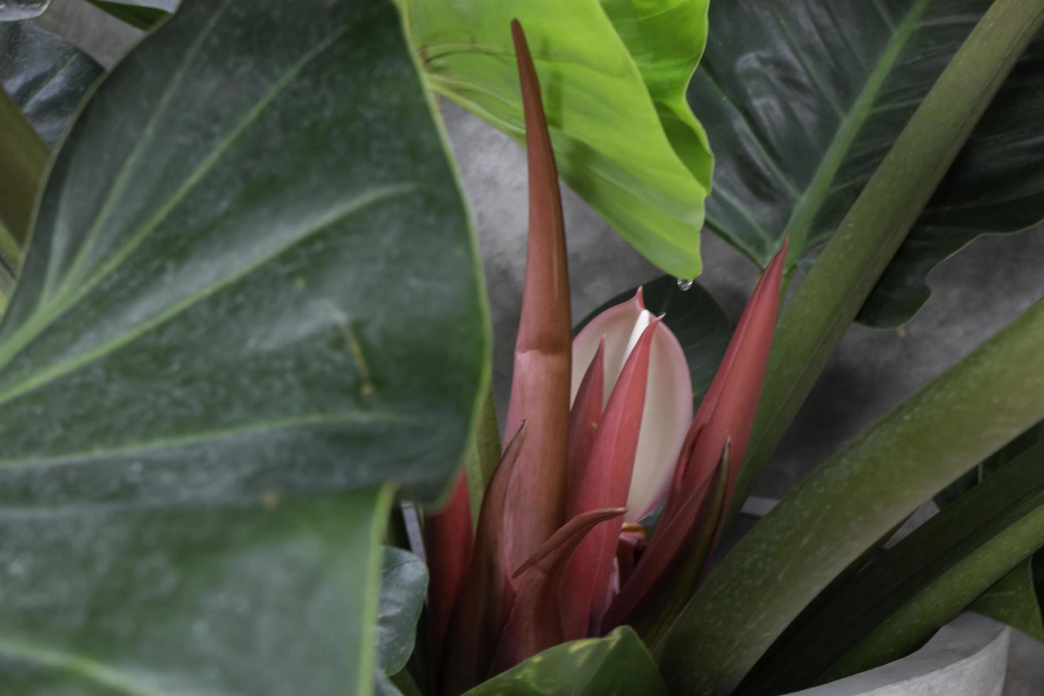 The red young leaves of Philodendron tropical vine plant photo