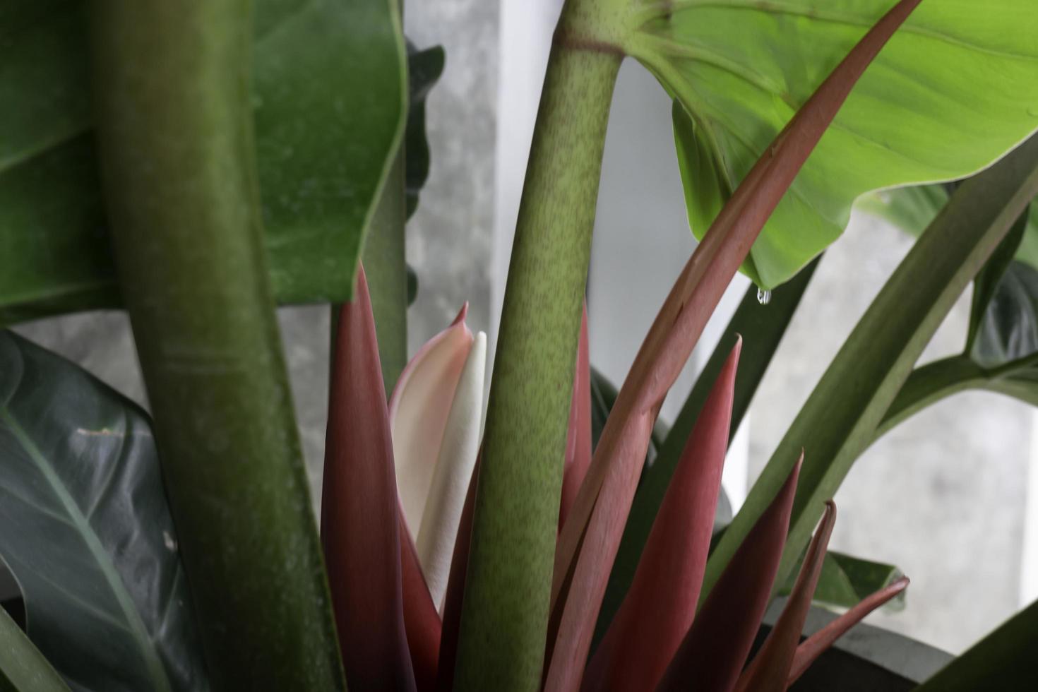 las hojas jóvenes rojas de la planta de vid tropical filodendro foto