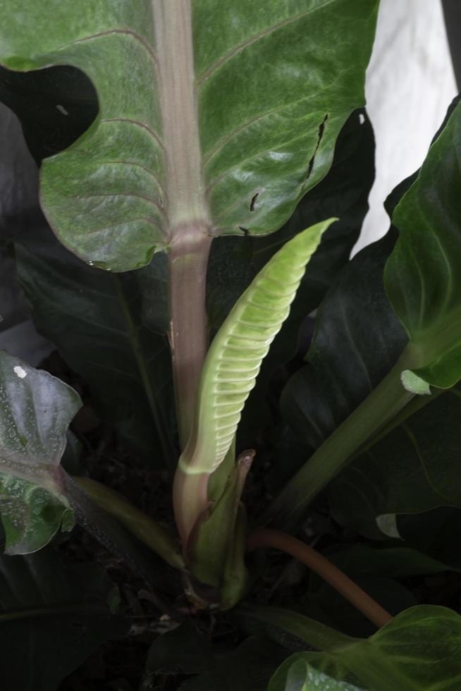 las hojas jóvenes blancas de la planta de vid tropical filodendro foto