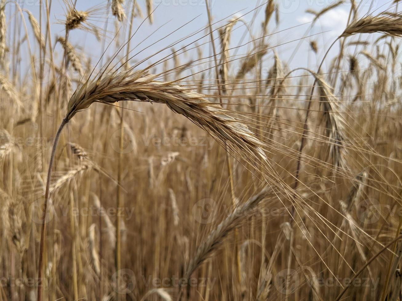 trigo o grano en tierras de cultivo en tiempo de cosecha, fondo de agricultura. foto